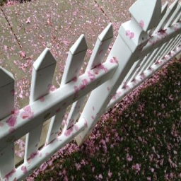 Blossom