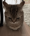 Hector_Cataclysm