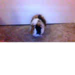 Flex's pet