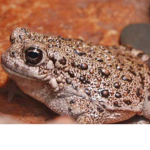 TOADS FOR LIFE UWU