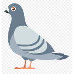 pigeons club