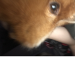 Dogs united woof woof united