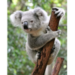 Koala Express