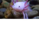 axolotl clan150