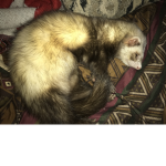 The lovely ferrets