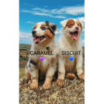 *Biscuit And Caramel*