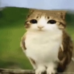 Cool x3