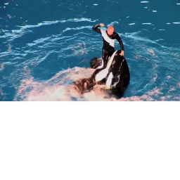 Seaworld  Orlando Believe icon