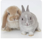 ฿₩₠₩ Bunny