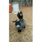 Association Of Goats