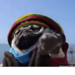 KING_PUGS