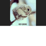 댕청망청