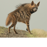 hyena laughing