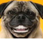 The doggo friends