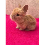 fluffy_bunnies