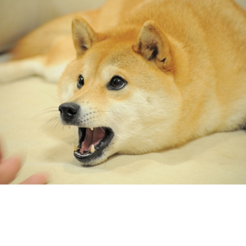 Doge Museum