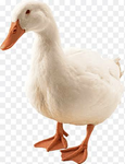 Ducky the duck/EEEEEEEEEEEEE