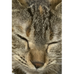 ひょっこりグループ