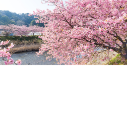 Sakura hangout