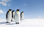 X_penguin