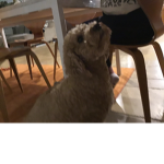 Lolz Puppy