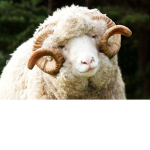little sheep <3