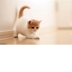 Kitty Gymnasts