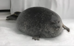 The Seal Domain