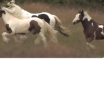 Wild Meadows Riding Academy