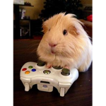 hamster gaming official