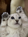 white cat car