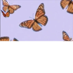 Butterfly banana