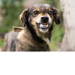 angry-dog