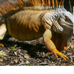 Iguana and da freinds group