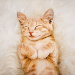 Epic kitty