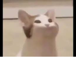 da bois at 2AM lookin for beans