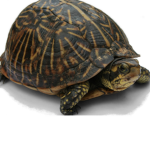 Savers of Turtles