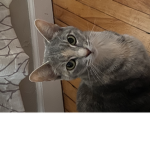 My lil von