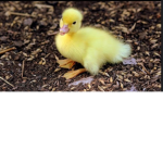 Duck fan group123