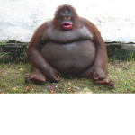 Monke is good yesh