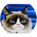 Grumpy Cat