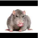 big_rat_gang