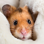 hammy`s group