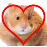 Hamsters Forever!