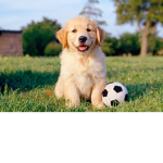 SoccerPups