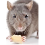 R.I.P. remytherat