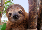 sloth world with mia