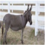 Official Donkey Gang