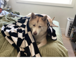 Dogsregen official