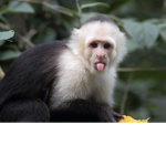 Monkeys COLt